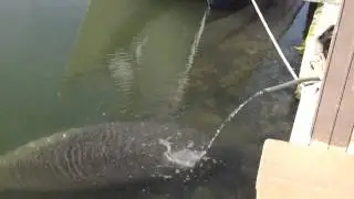 Our manatee on key Largo