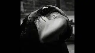 [FREE] $uicideboy$ x Dark Memphis Type Beat - 