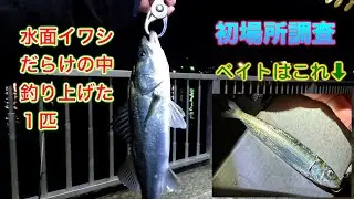 【船橋港親水公園】水面イワシまみれの中からシーバスが釣れました／初場所調査（最後にイワシの様子を撮ったおまけ動画もあります）