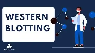Western Blotting​