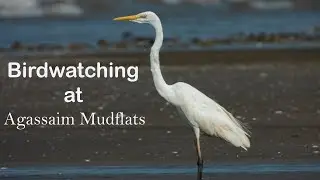 Birding at Agassiam Mudflats | Birding in Goa | Waders | Terns | Shorebirds