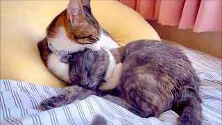自分サイズの寝床を見つけてしまいました。#ネコ #ねこ #猫のいる暮らし #猫動画 #ねこ #こねこ #子猫 #保護猫 #ペット #動物  #pets #pet #cat #catvideos 