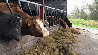 BETTER Farm update: Monaghan farmer Wesley Browne