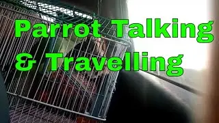 Talking Parrot ||Talking & Travelling || Grinch & Poochay||