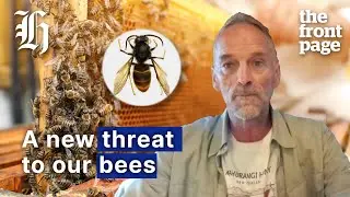 The hornet invasion that could cost New Zealand dearly | The Front Page