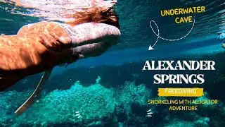 Underwater Swimming in Crystal Clear Waters at Alexander Springs