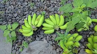 Fresh Banana Harvest from Our Backyard Garden!