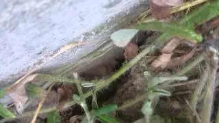 Bumblebees in their nest :)  humlor i sitt bo