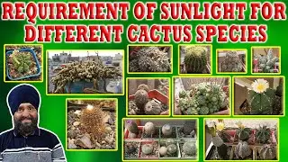 Sunlight requirement for different cactus species | sunlight for cactus | Hindi