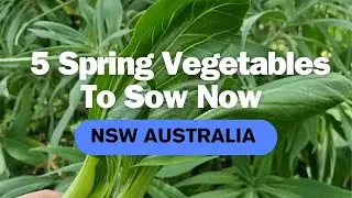 5 Late Winter/ Early Spring Veggies To Sow Now • NSW Australia