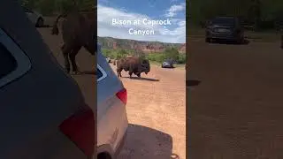 🦬Bison at Caprock Canyon