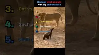 small animals, big attitude #shorts #animals #funnyanimals #brave #viral