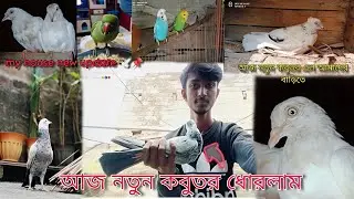আজ নতুন কবুতর ধোরলাম 🥰🕊️//my house new update kabutar and bird's//#viralvideo#viral#minivlog