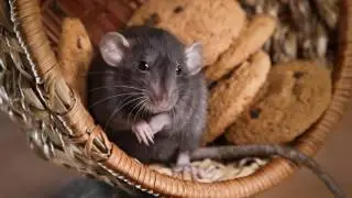 Rodent Control 559-248-1155 Kerman CA 93630 Bed Bugs