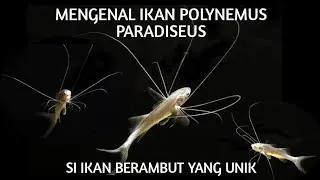 MENGENAL IKAN POLYNEMUS PARADISEU || Si Ikan Berambut Yang Unik