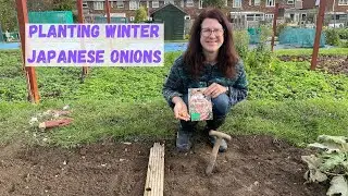 Planting Winter Japanese Onions - Allotment Gardening For Beginners