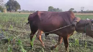cultivation with single ox ||