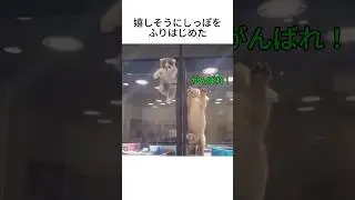 猫と犬の夢が叶った瞬間　#動物雑学 #ねこのきもち #いぬのきもち