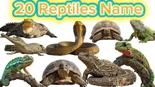 20 Amazing Reptiles for Kids | Snake, Turtle & Lizard | Educational Animal Video | shoumiktots