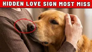SHOCKING: 25 Hidden Ways Your Dog Shows Love to You Every Single Day | Dog Training