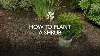 How to Plant a Shrub | Monrovia Garden