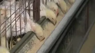 KFC Launches 