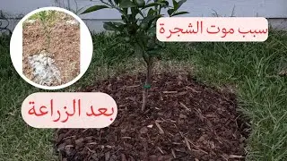 لماذا تموت الأشجار بعد شهرين او ثلاثة من الزراعة؟ أخطاء قاتلة لا ينتبه لها 