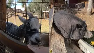 VR180 3D Animal Petting Farm Greenspot Farm - Goats Pig Bunnies Cow