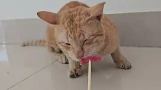 How mach cooking to cats ma ah meow