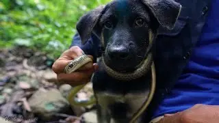 Jungle Survival - Catching Snakes & Cooking Snake Dishes in The Forest