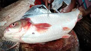 Amazing Cutting Skills | Giant Carp Fish Cleaning & Cutting By Expert Fish Cutter 2023 |
