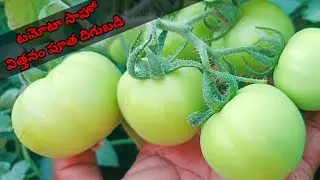 టమోటా సాహో విత్తనం అతి ఎక్కువ పూత దిగుబడి #vrial_video #farming 