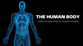 The Organ Systems of the Human Body | Human Body for Kids | Science