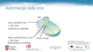 Biologija 3.r SŠ - Regulacijski mehanizmi u organizmu, 1. dio