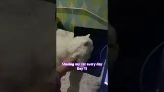 Sharing my cat every day Day 11