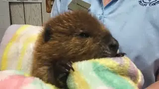 Southwest Virginia Wildlife Center rescues baby beaver