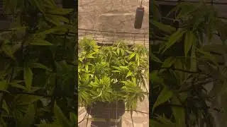 Second trellis net locked in 🧬🌿Week 2 of stretch &mdash; structure setNext stop: FLOWER mode 💐