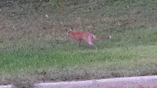Mangy fox