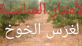 طريقة غرس الخوخ وطريقة حساب اشجار في الهكتار ...... فديو يستحق المشاهدة