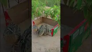 Quick unique bird trap - Really good quail trap #shortvideo