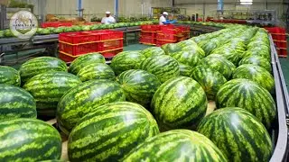 How to Process  Tons of Watermelons &ndash; Modern Watermelon Cultivation In A Processing Factory