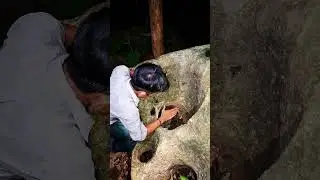 catching jungle fowl at night behind rocks #nature #berburu #animals
