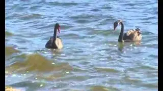 IRVINE ST FRESH WATER BAY PEPPERMINT GROVE  PERTH WA  WESTERN AUSTRALIA