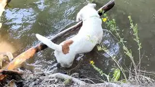 My Dog Struggling With Big Stick!!!