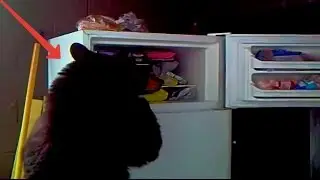 5 СМЕШНЫХ СЛУЧАЕВ ВОРОВСТВА МЕДВЕДЯМИ