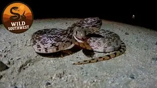 Bull Snake Showdown: Hissing, Coiling, and Striking the Camera!
