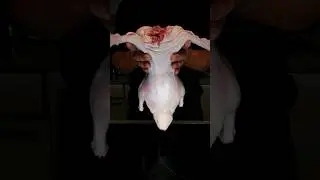 Duck #cooking #duckrecipe #foodie   #foodlover #recipe #tasty #yum  #savorygabel #duckdish #USmarket