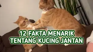 12 Fakta Menarik Kucing Jantan yang Harus Kamu Ketahui !