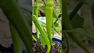 sweet green pepper harvest grown up in containers #pepper #peppersplant