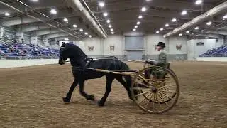 Friesians of Majesty - Driving a Stallion at Extended Trot